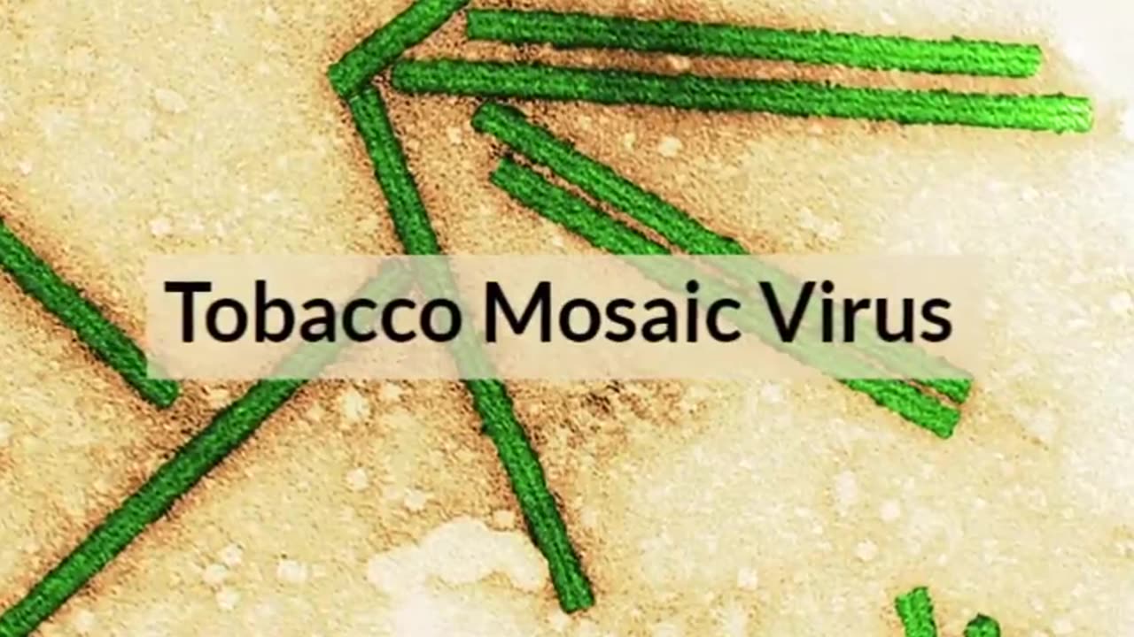 HUNGERGAMES: Virus, Bacteriophage & Single "Virus" Genomics