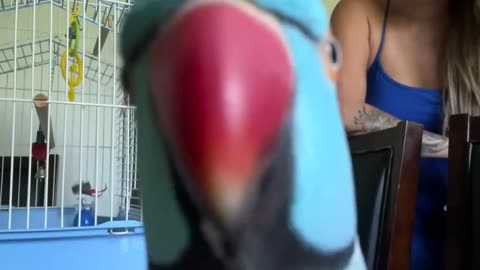 The Talking Parrot Loves The Camera