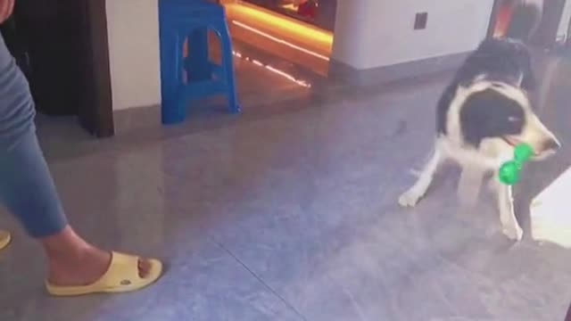 Dog Donโt try to confuse me๐๐#dog #dogsoftiktok