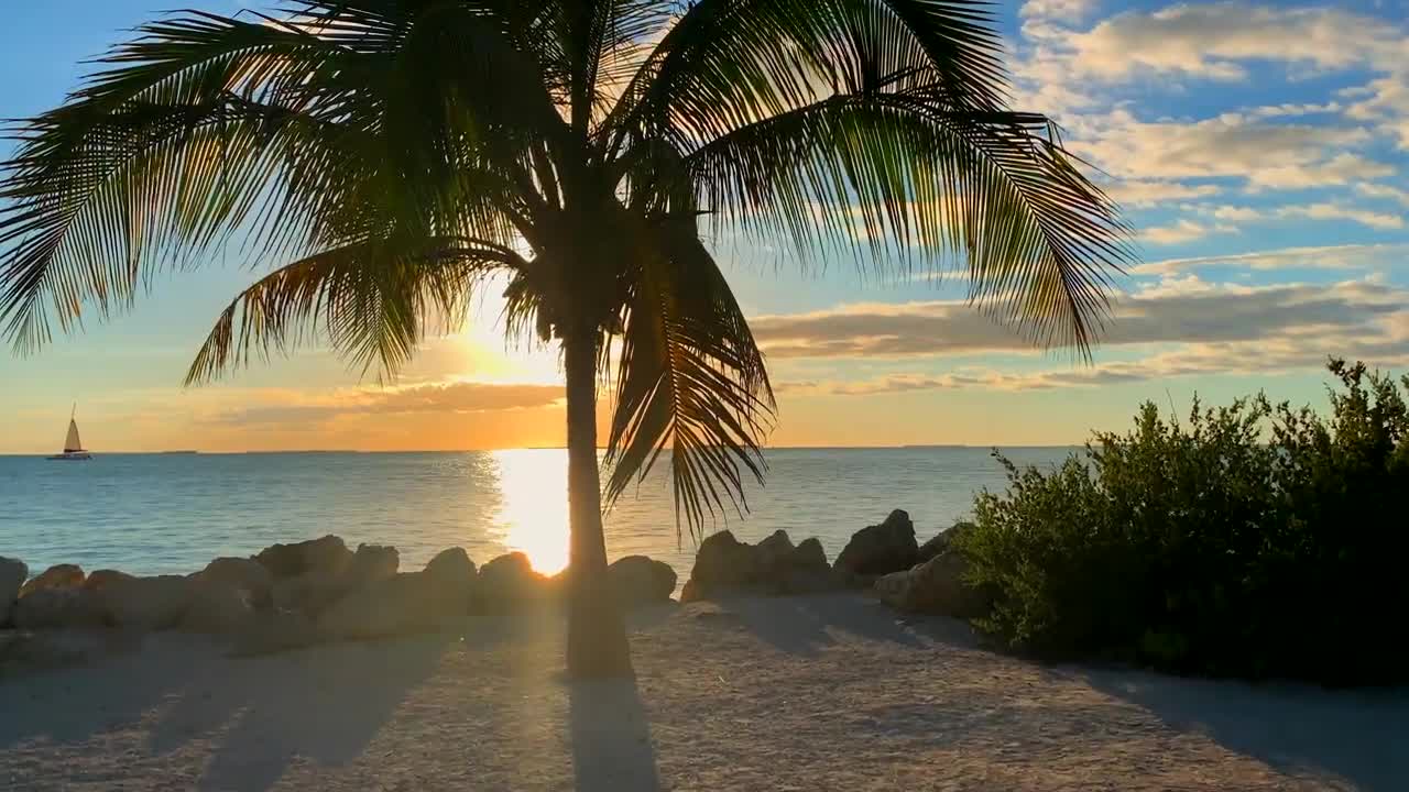 8k VIDEOS _ Beauty of Nature 8K (60 FPS) HDR UltraHD _ Sony Demo