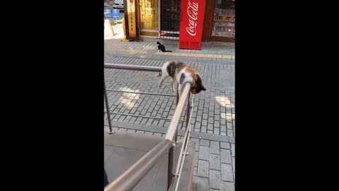 😂 Awesome Funny 🐶 Dogs And Cats 😸 - Funniest And Cute Pet Videos 💗_3