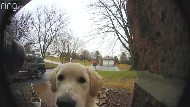 See This Golden Retriever Press On Her Owner’s Ring Video Doorbell To Be Let Inside the House