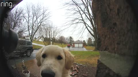 See This Golden Retriever Press On Her Owner’s Ring Video Doorbell To Be Let Inside the House