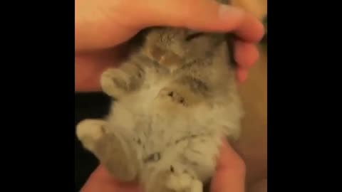 Cutest Bunnies Of The Week - In 30 seconds, ies cute animal compilation will m