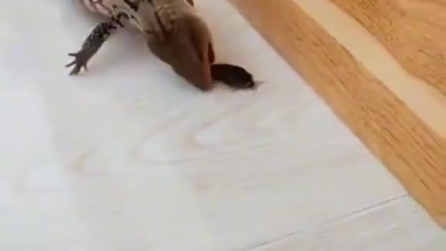 Watching it eat, I'm more worried than he is