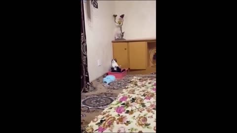 Funny 😂😂😂 animal 🐼🐶🐶🐼🐼 video. Part 3. Cats and other. Animal 🐼🐶