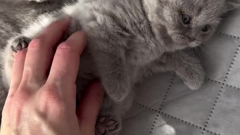 Cute Kitty