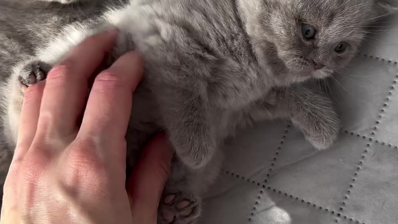 Cute Kitty