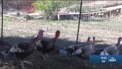 Babe's Bird Farm is a local turkey farm facing hurdles this holiday season