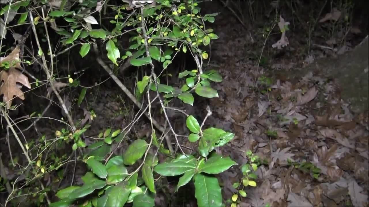 Man Gets Attacked Anonymously While Team Explores Creepy Woods