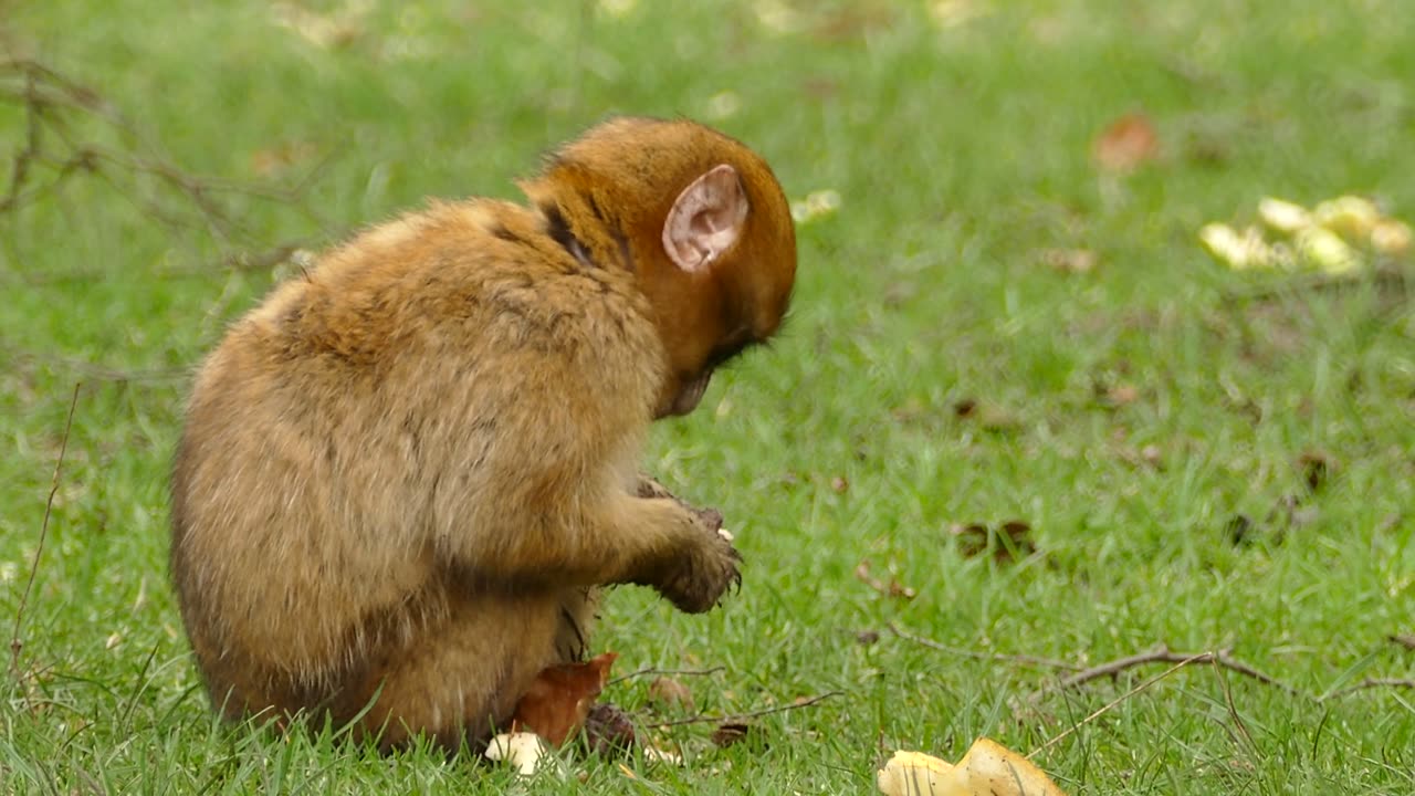 Bread, Bliss, and Banter: A Monkey's Delight in the Wild