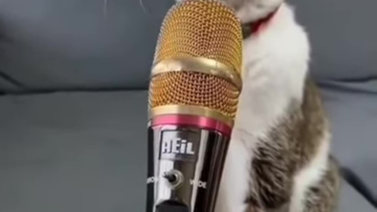 singing cat