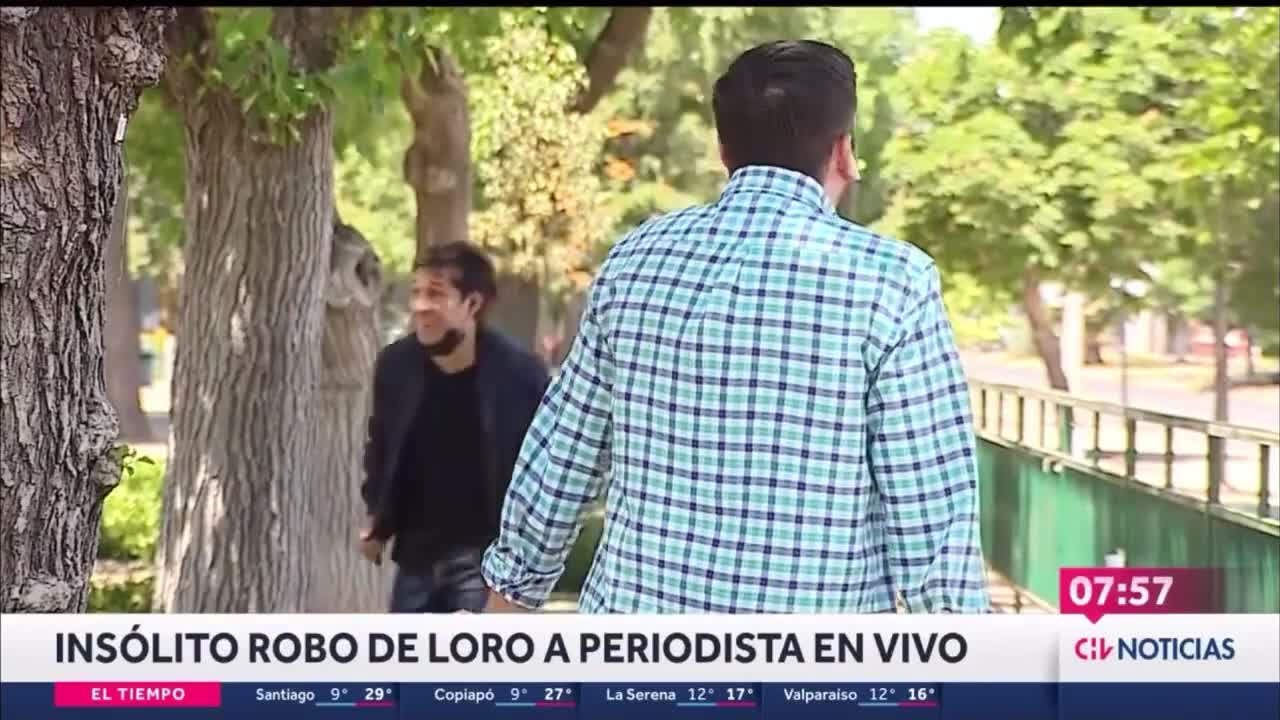 Papagaio rouba, ao vivo, fone de ouvido de repórter de TV no Chile