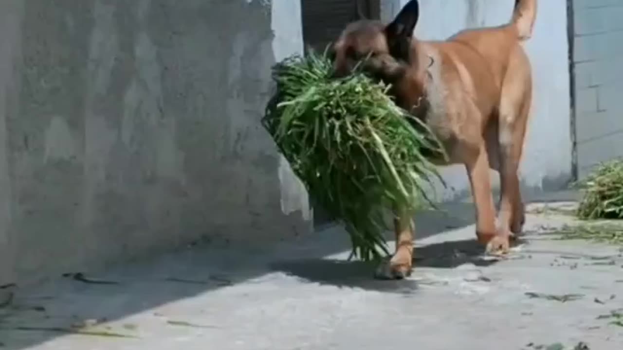 Dog dose more whork them some humans