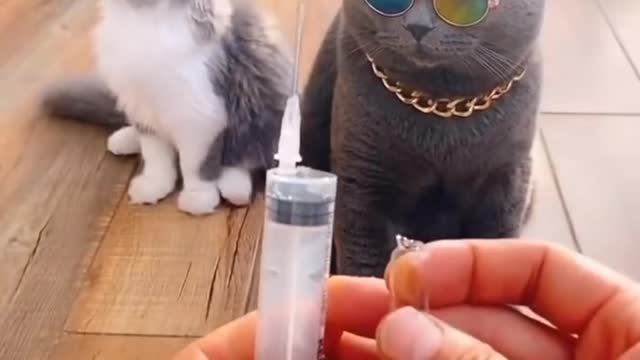 when cat see injection | funny cat seen