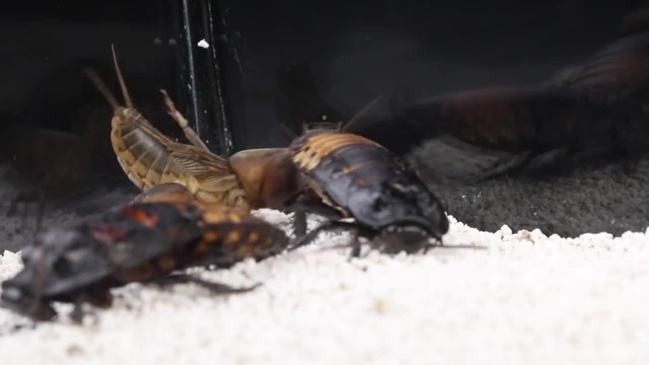 What happens to mole crickets when they meet insects