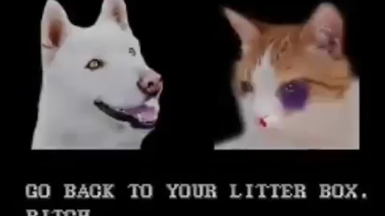 CAT vs DOG funny fight