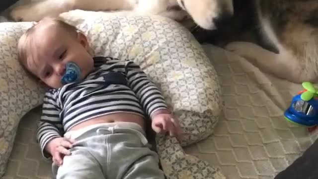 Cute and funny dog videos #11