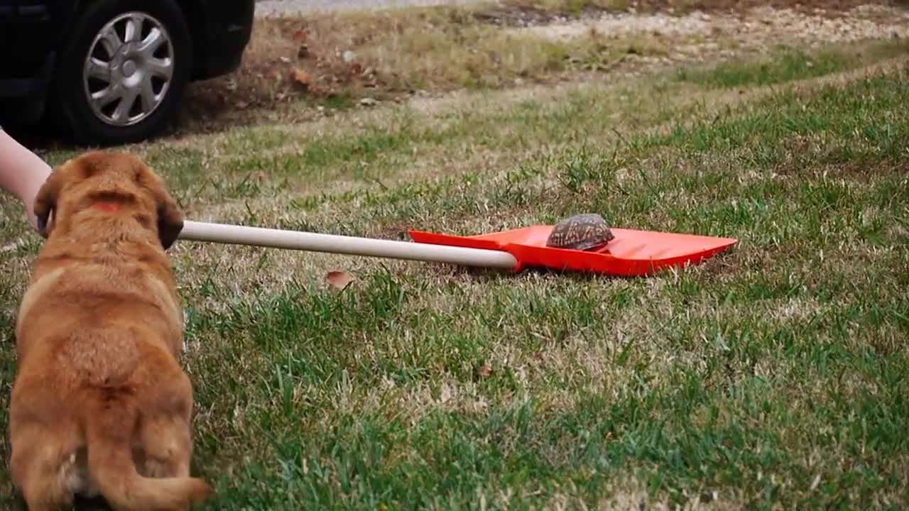 Dog extremely cautious of harmless turtle