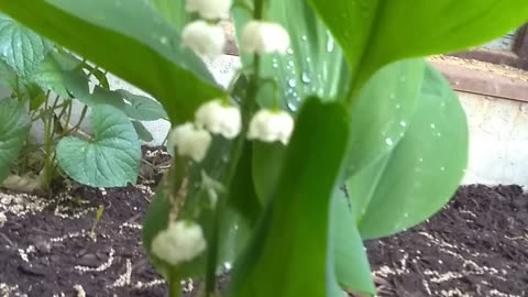 Lily of the Valley