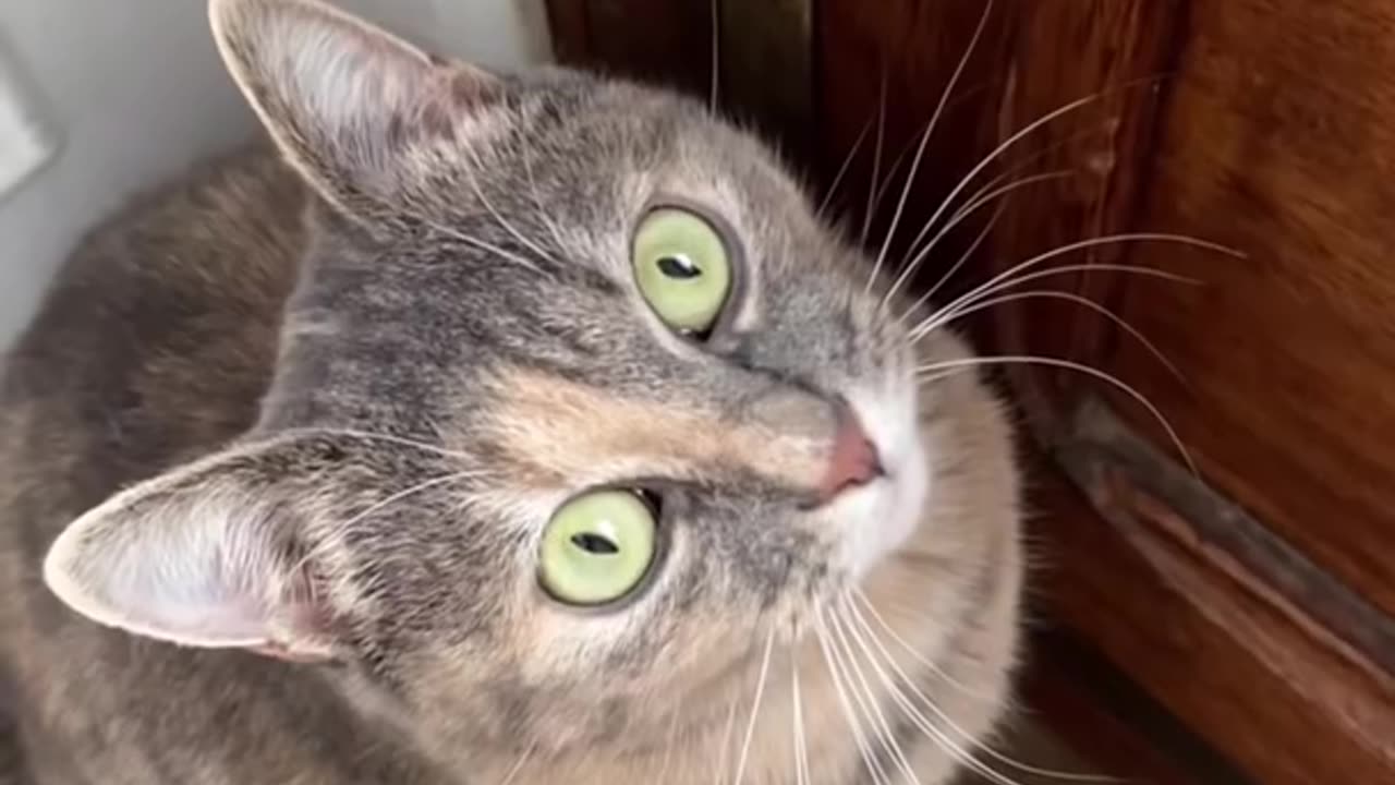 Sounds that can attract cats