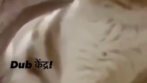 funny cat video😂