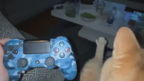 Cat gamer