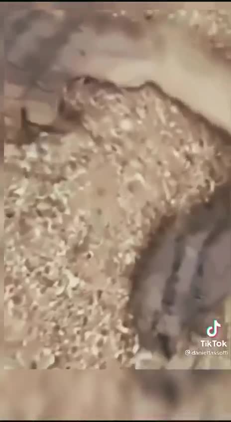 덤에서 죽은 립틸리언?