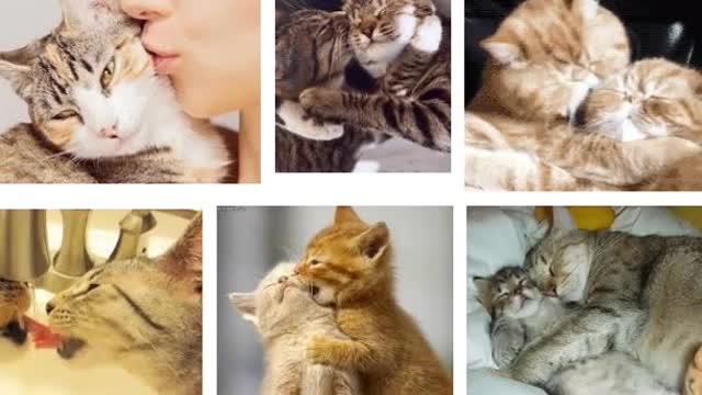 Rabbit,Monkey,Baby, Squirrel- Cats are a combo of all