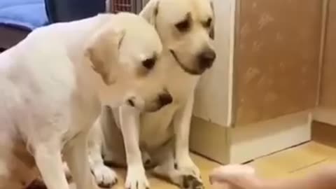 funny dogs