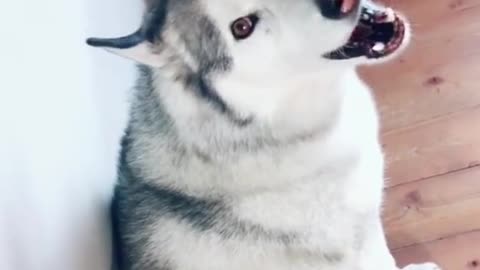 How do they learn to scream🧐