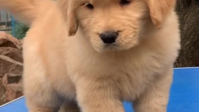 Xinjinlong golden Dog Kennel - Cute double eyelid race level golden double blooded golden dog