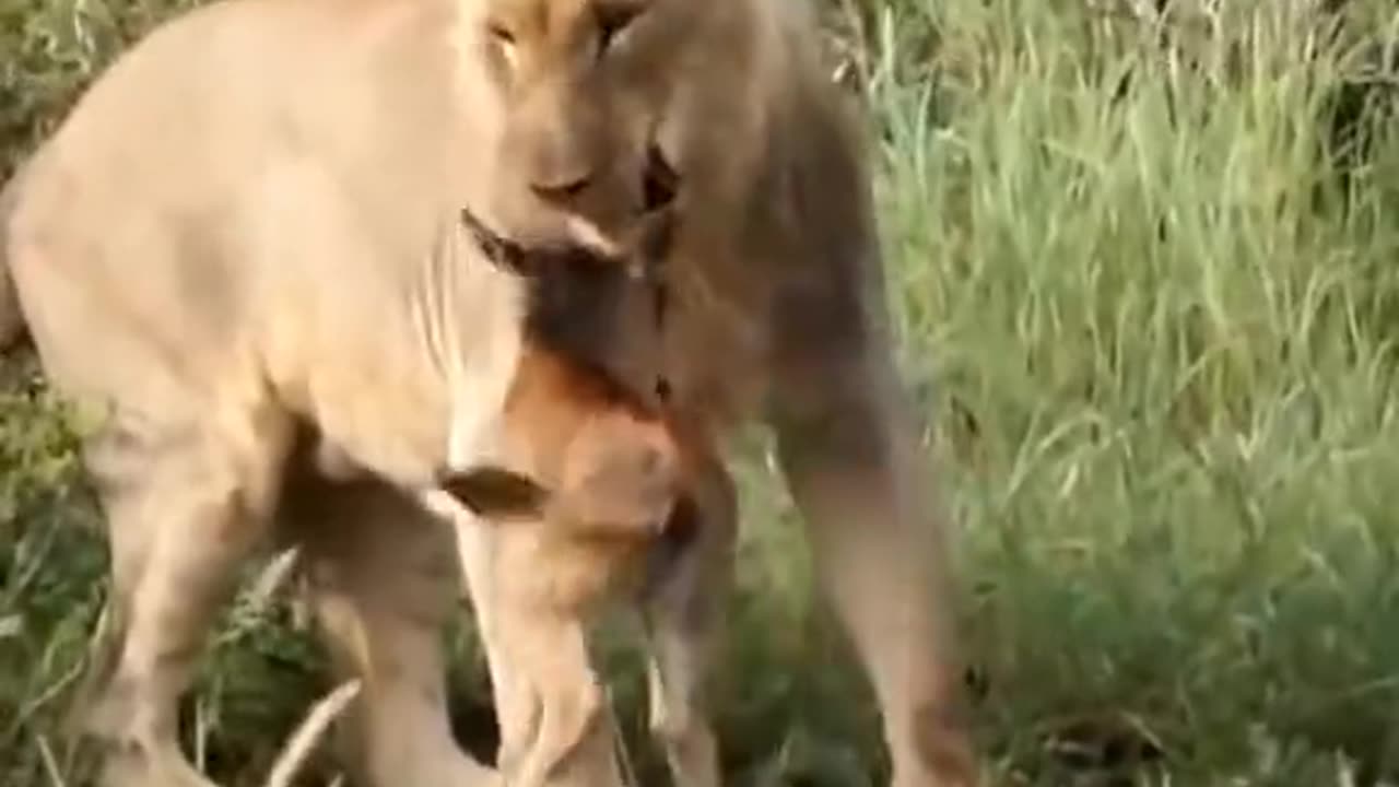 Lions Attack on baby of Buffalo #lion #lionattack #viralrumble #trend #trending #animal