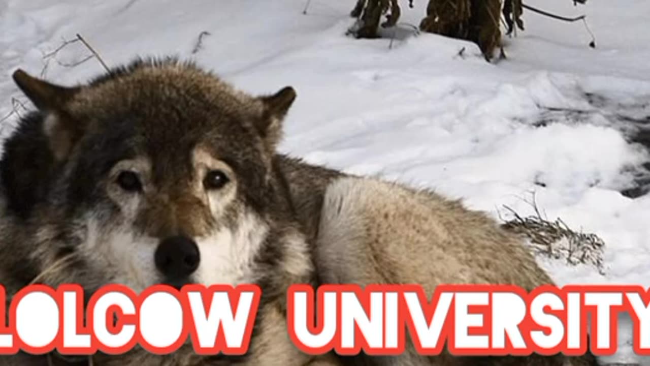 YT LOLCOW MR BLACKWOLF LYING AND RAGING OUT..AGAIN