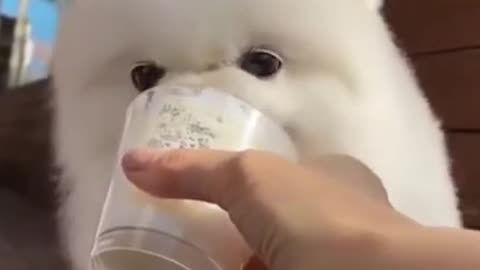 Cute dog eating ice cream