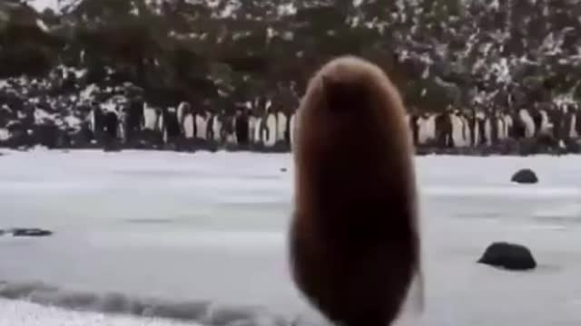 the animal walks in the snow