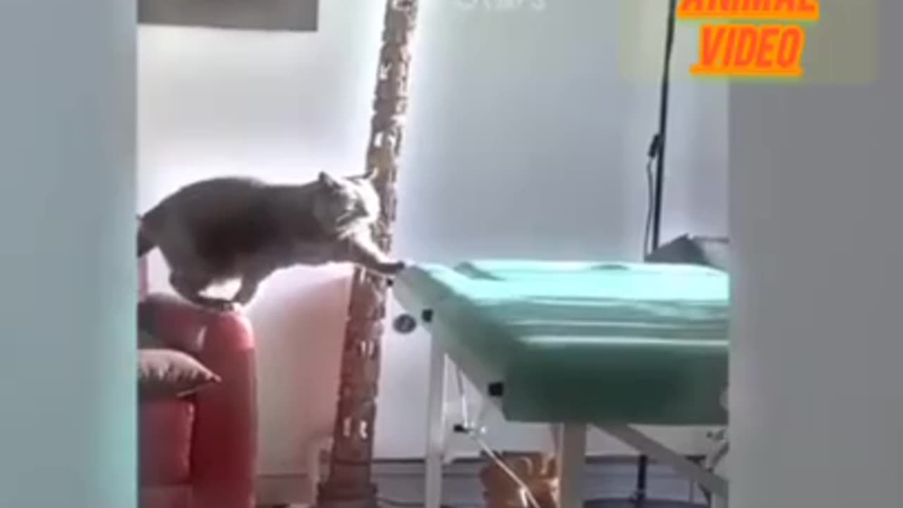 Funny animal video of dog and cat 😺😅