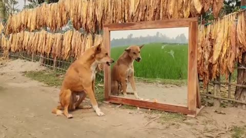 Funny 🐶 angry dog And Mirror prank on Dog.