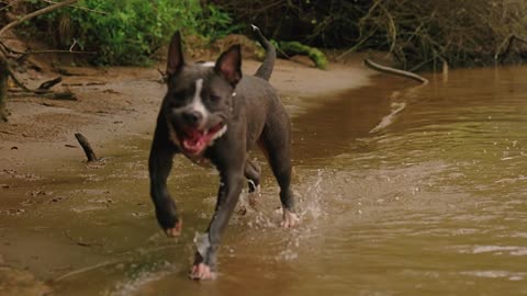 Dog Running on Riverside