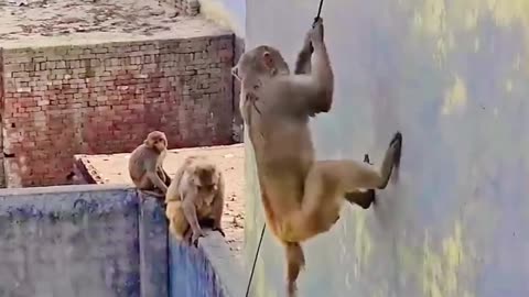 Monkey climbing