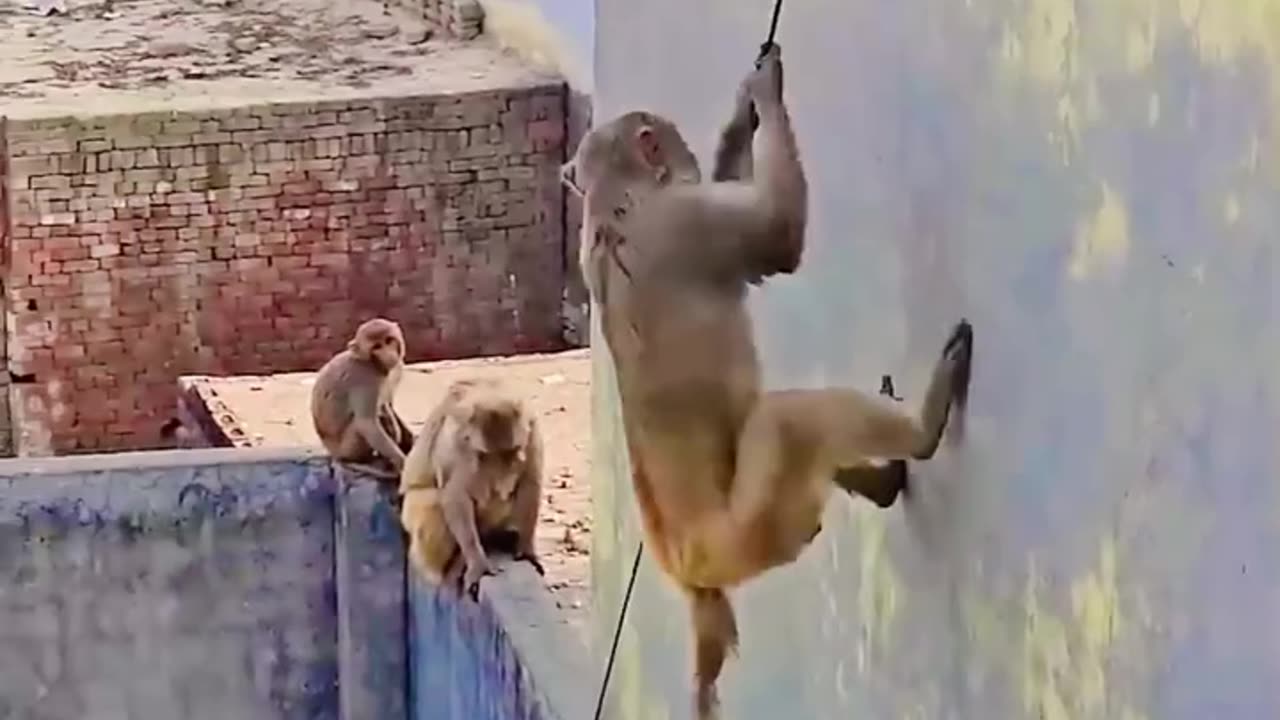 Monkey climbing