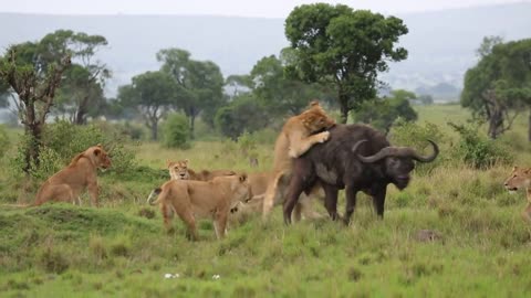 Lion hunt down a sickly cape buffalo