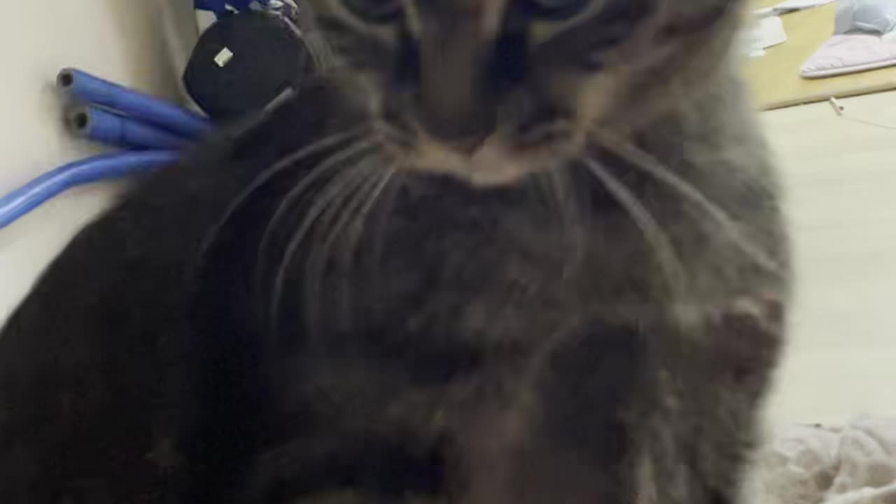 a playful cat