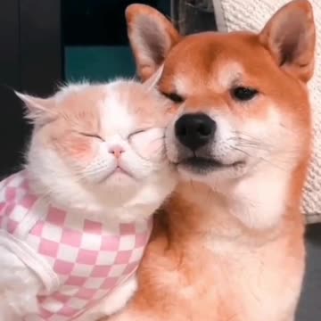 Funny Animal | Dog and cat cute relationship
