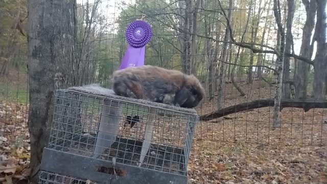 Competitive bunny shower demonstrates how to groom a bunny!