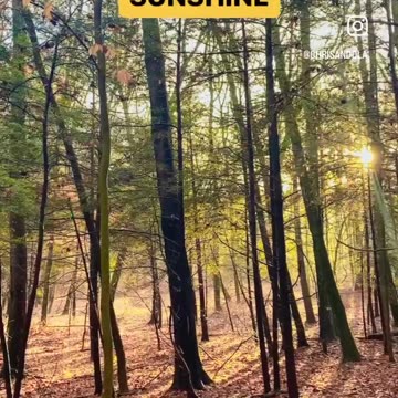 SUN SHINING THROUGH THE TREES! #morning