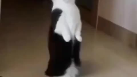 Cute and funny cat video.