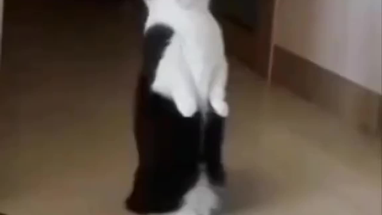 Cute and funny cat video.