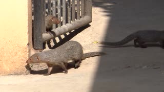 Indian Grey Mongoose