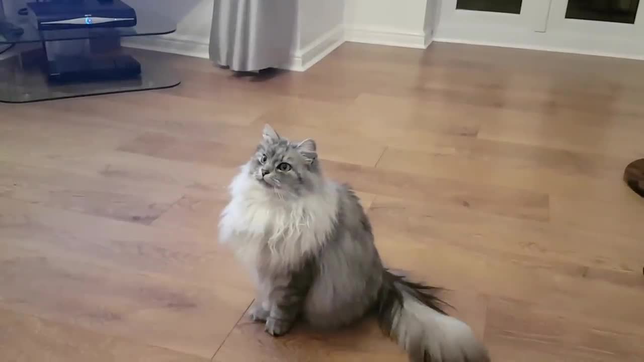 Siberian cat does back flips when instructed